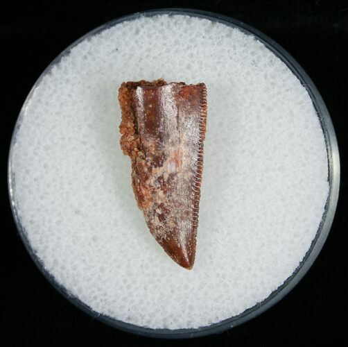Raptor Tooth From Morocco - #6902